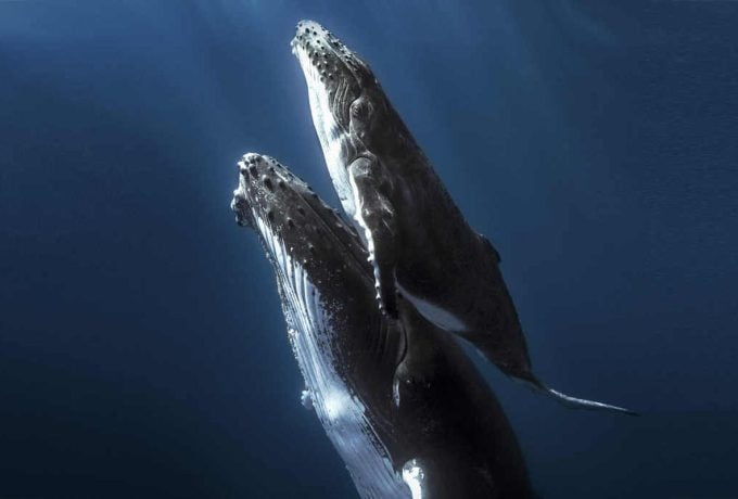 Whales Tours - Marino Ballena NP