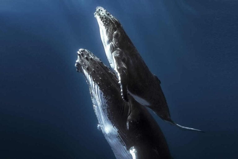 Whales Tours - Marino Ballena NP