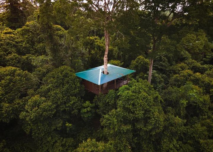 Tree House - Maquenque