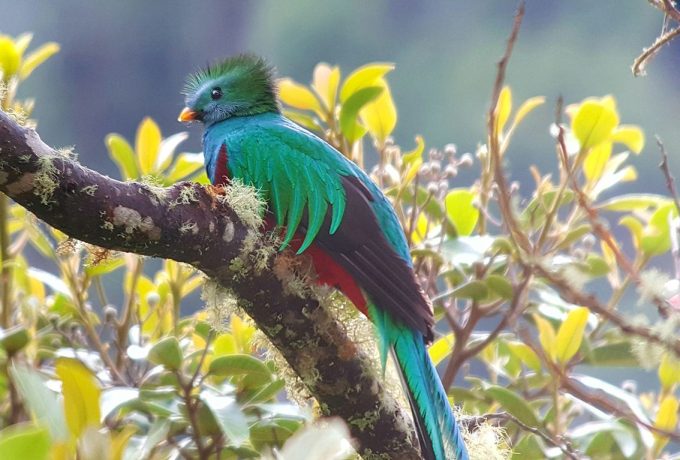 Quetzal Tour