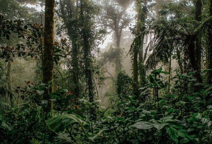 Cloud Forest Monteverde - Costa Rica