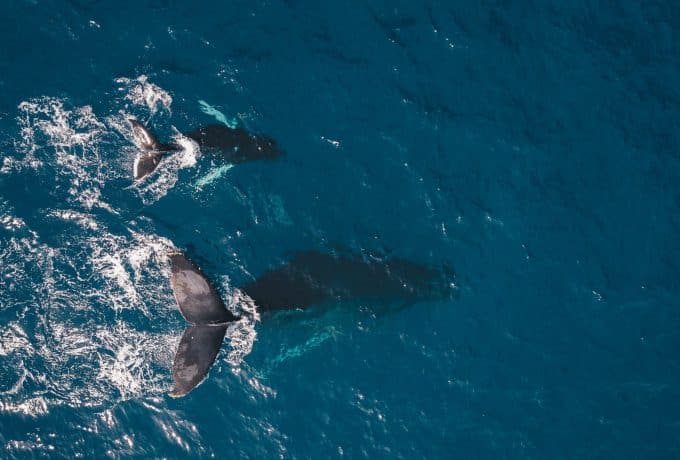 Walbeobachtung in Costa Rica - Bella Aventuar Costa Rica