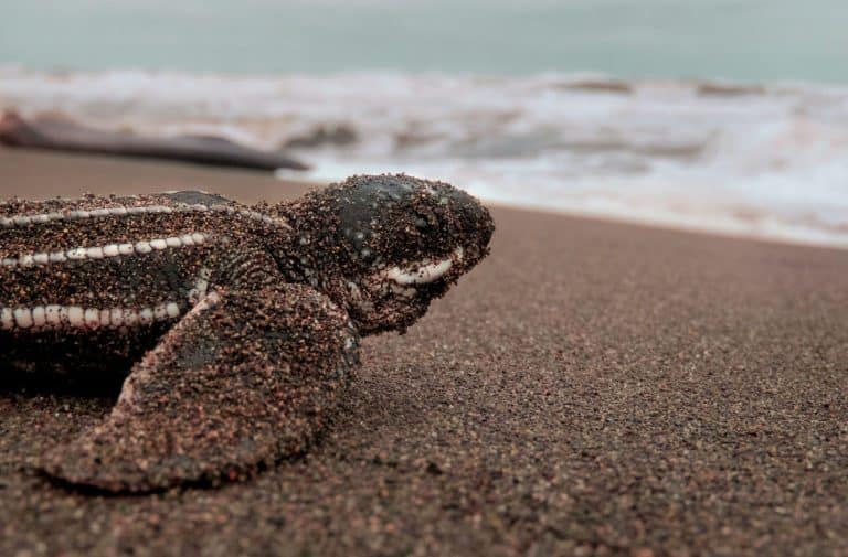 Turtle Nesting - Blog Reisende Costa Rica