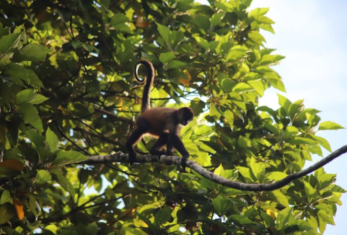 Spider Monkey in Tortuguero National Park.