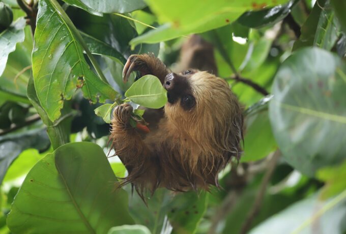 Sloth Tour - Cahuita National Park - Bella Aventura Costa Rica.