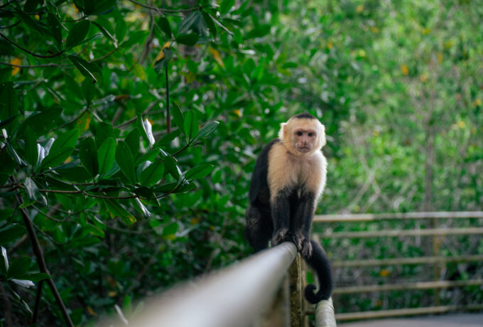 Cariblanca Monkey in Manuel Antonio National Park