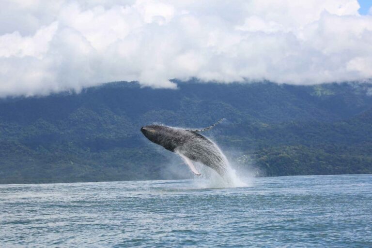 Whales tour - Marino Ballena National Park - Bella Aventura Costa Rica.