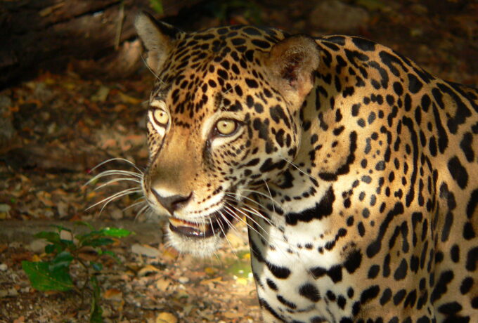 Natur und Komfort – unsere Reise durch Costa Rica