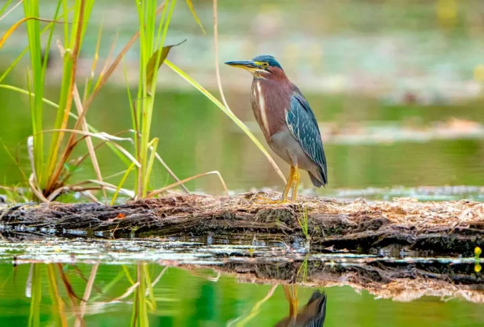 Bird Wathing Tour Maquenque Lodge.
