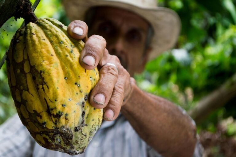 Cacao Tour - Begegnungsreise in handverlesenen Ecolodges