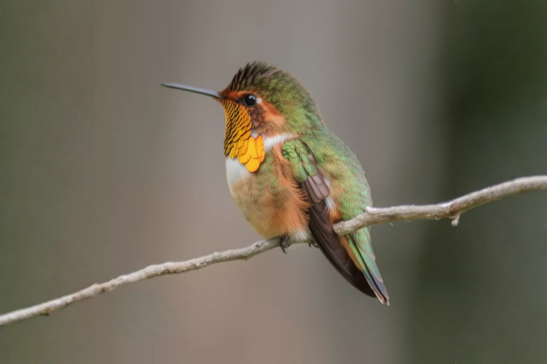 Birdwatching itinerary - Bella Aventura Costa Rica