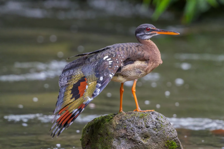 Birdwatching itinerary in Costa Rica- Bella Aventura Costa Rica