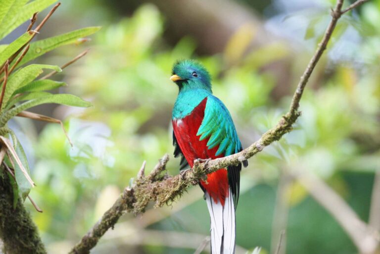 Birdwatching itinerary - Bella Aventura Costa Rica