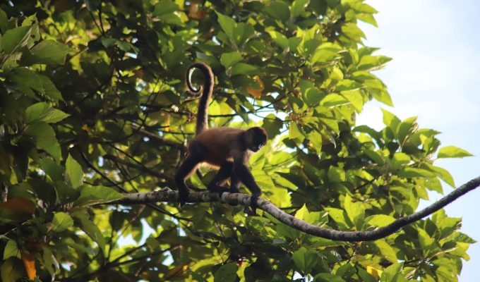 Spider Monkey in Tortuguero National Park.
