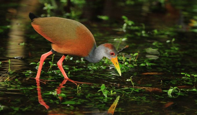 Birds Tour in Tortuguero National Park