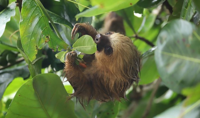 Sloth Tour - Cahuita National Park - Bella Aventura Costa Rica.
