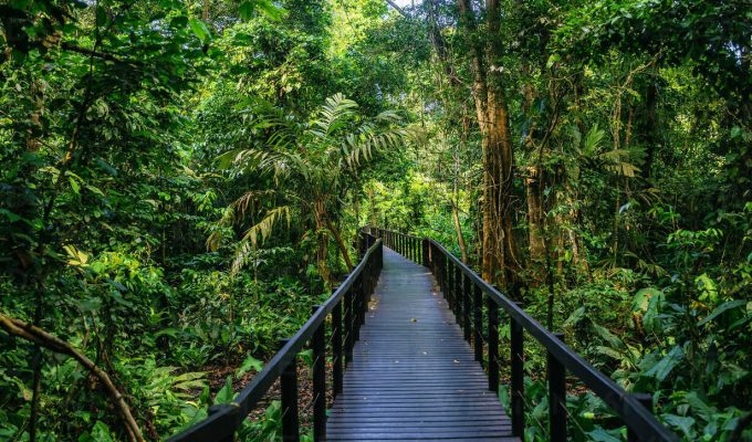 Costa Rica, Limon, Wooden pathway between the Cahuita National Park.