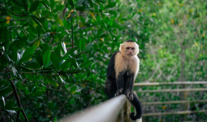 Cariblanca Monkey in Manuel Antonio National Park