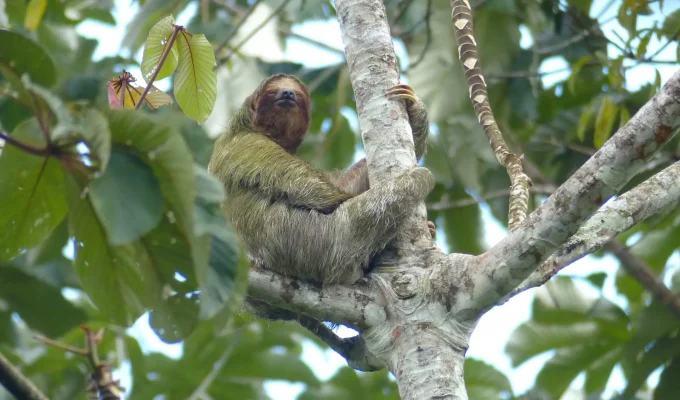 Faultiere - Blog Reisende Costa Rica