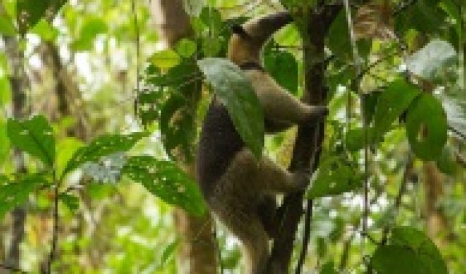 Wildlife species in Corcovado National Park - Bella Aventura Costa Rica