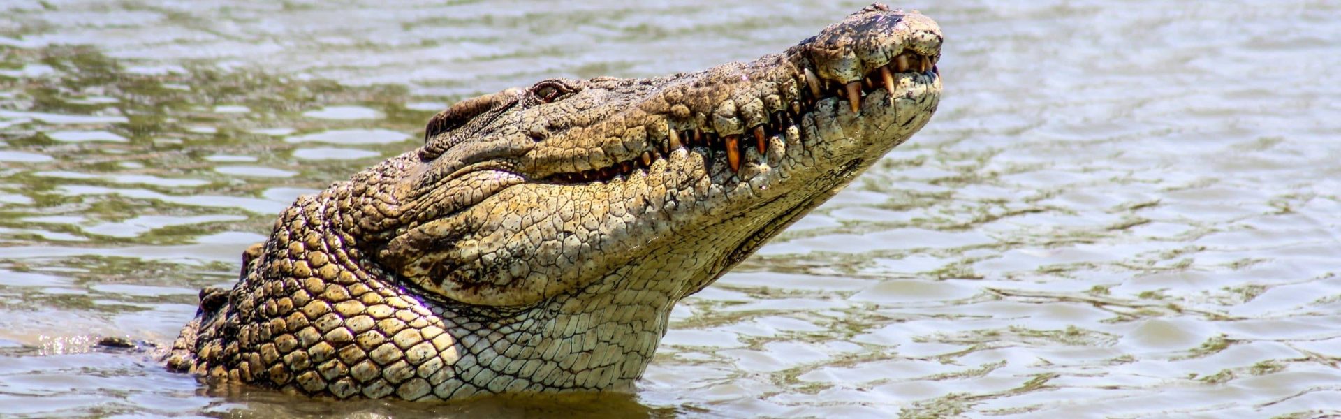 Krokodil: Sp Crocodilus americanus