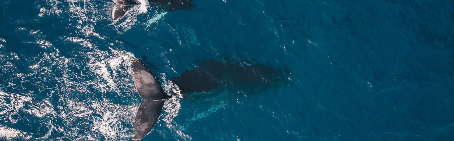 Wale: Sp Megaptera novaeangliae