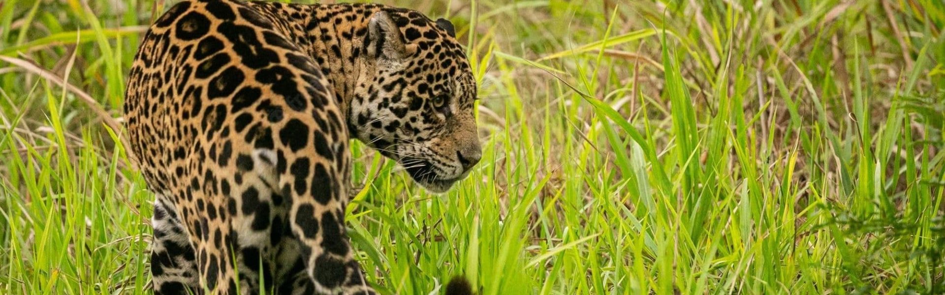 Jaguar: Sp Panthera onca