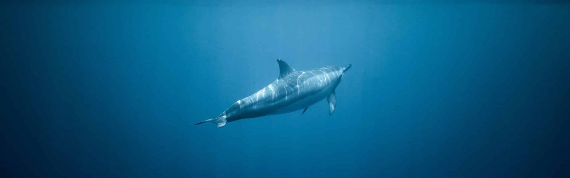 Delfin: Sp Tursiops truncatus