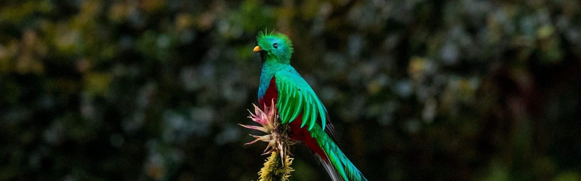 Quetzal: Sp Resplendent quetzal